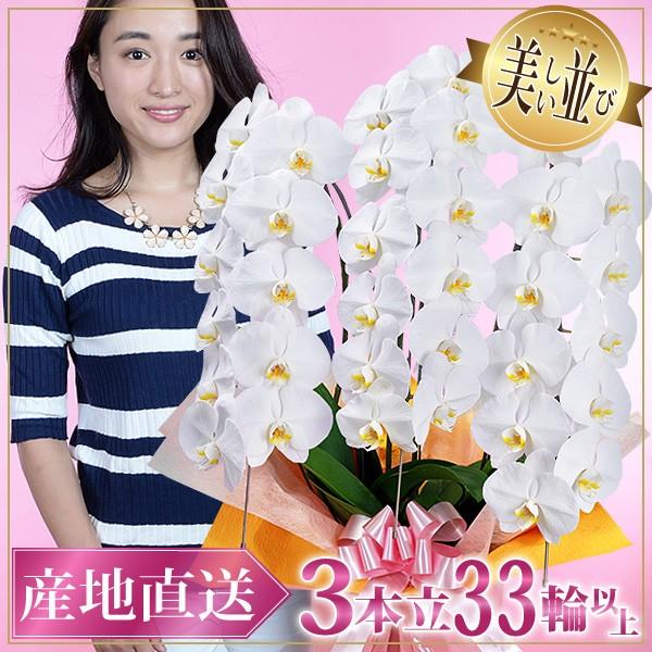 胡蝶蘭 お祝い 開店祝い ギフト 3本立ち 高級 産地直送 特aクラス 送料無料木札無料 白 赤リップ ピンク 33輪以上 3f33 スタジオ蘭花 通販 Yahoo ショッピング