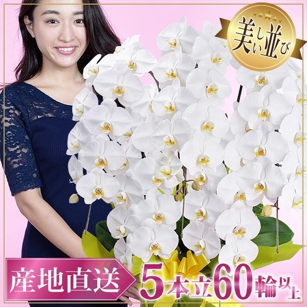 胡蝶蘭 ギフト 開店祝い 大輪 5本立ち 高級 産地直送 特aクラス 送料無料 木札無料 白 赤リップ ピンク 60輪以上 紅白 当選祝い 5f60 スタジオ蘭花 通販 Yahoo ショッピング