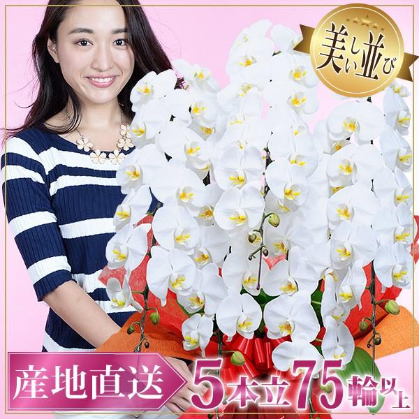 胡蝶蘭 開店祝い ギフト 5本立ち 大輪 高級 産地直送 特aクラス 送料無料 木札無料 白 赤リップ ピンク 75輪以上 紅白 当選祝い 5f75 スタジオ蘭花 通販 Yahoo ショッピング