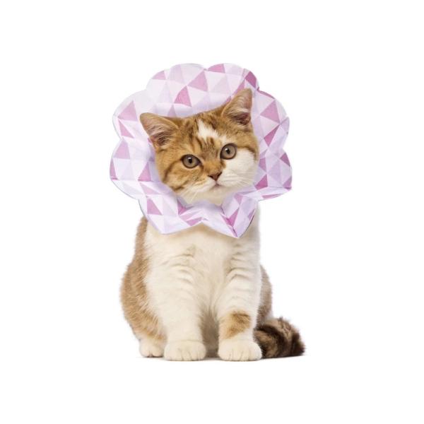 RpNg GUxXJ[ nI HARIO GR erico SSTCY QZbg