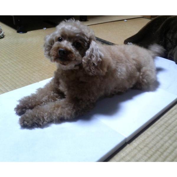 Ђybg}bg 嗝 ΍ rTCY 300×400×13 QZbg ʓr