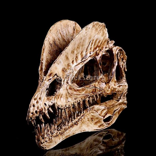 Brand 1 3スケールの恐竜ディオフォサウルス樹脂頭蓋骨モデルグッズ白 Buyee Buyee 일본 통신 판매 상품 옥션의 대리 입찰 대리 구매 서비스