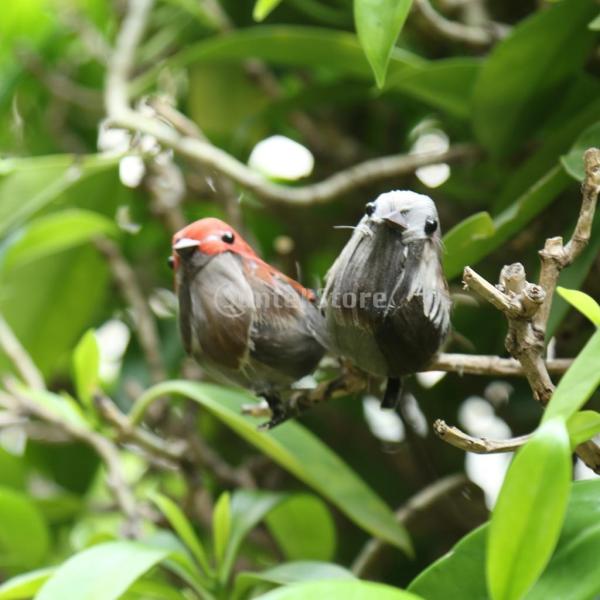 クリップ付き 鳥の置物 人工羽根 カササギ 生き生き 庭の装飾 ガーデン 飾り物 インテリア 贈り物