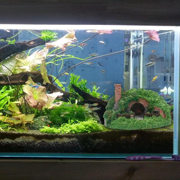 樹脂の洞窟の隠れ家 水族館の飾りを隠す 両生類のための水槽の装飾