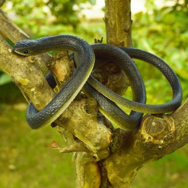 説明:47インチの大きなリアルなラバースネーク.素材:成形であれ.物理的な感触であれ.環境にやさしい柔らかいゴムでできており.他のラフな製品とは異なり.本物のヘビを非常に模倣しています.長さ:長さ約47インチ/ 120cm.実際のヘビのサイ...