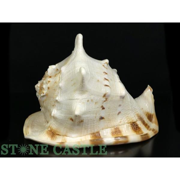 トウカムリガイ　約27cm 貝インテリア トウカムリガイ 約27cm 貝インテリア