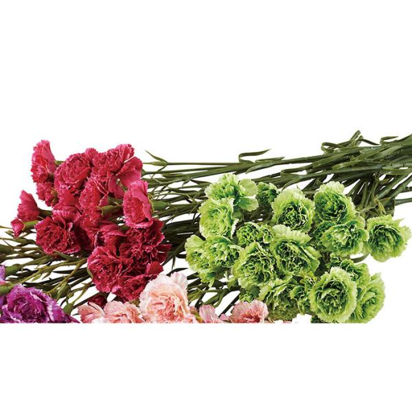 ✤ ✤ 春のカーネーション♬ 造花アレンジメント ✤ ✤ 生花】国産カーネーション レディシーン(複色)5-60cm程度 藤花園【FJ