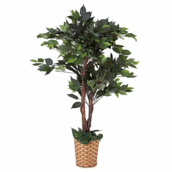 光触媒 光の楽園ベンジャミンダブルフェイス（植栽付） 高さ 1.8m