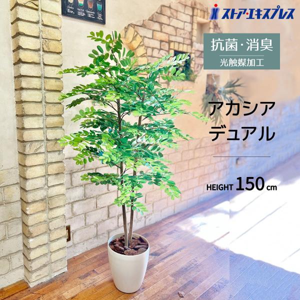 光触媒　人工観葉植物　フェイクグリーン　アカシアディアル150FST ストア・エキスプレス フェイクグリーン 消臭 観葉植物 フェイク
