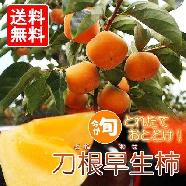 送料無料】奈良県産 家庭用刀根早生柿 約2.5kg（12〜14玉） : 奈良