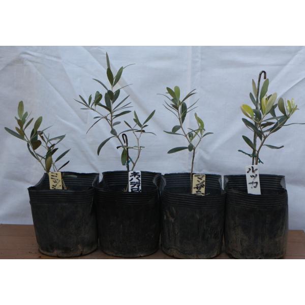 オリーブ ネバディロブランコ みんな探してる人気モノ オリーブ ネバディロブランコ