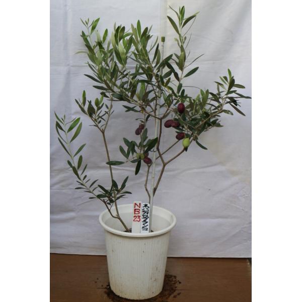 苗木として一定の大きさ、ほぼ７０cm以上に育った多くの品種の商品を揃えています。お客様にとりましてお得なものと思います。お好みのものをお選びください。画像は１商品２枚づつ用意してあります。（商品名、商品記号）アルボサナ arb5　　　　　 ...