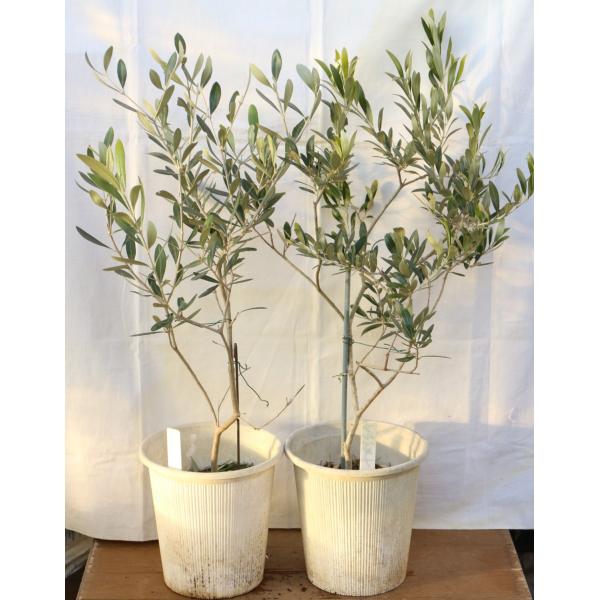 “　うちのオリーブには実がつかない　”　とはよく聞く言葉です。多くのオリーブは異なる品種間での交配を必要とします。そのため２鉢を一（いち・一鉢分）の設定送料でお求めいただける商品をご用意いたしました。お客様にとりましてお得な商品となることと...