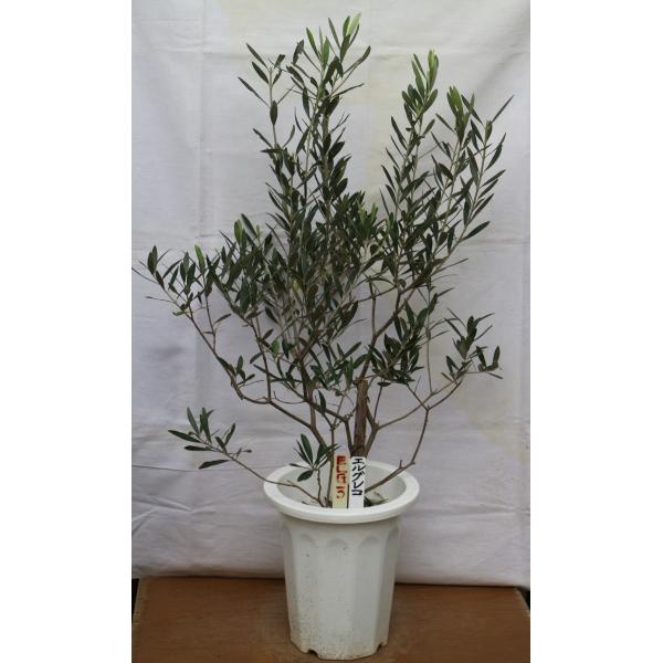 オリーブの木,た植物/観葉植物 エルグレコ『綺麗な樹形。樹高㌢』 エルグレコ Mサイズ 約120cm NO.10346 オリーブの木 - 株式会社鶴亀園
