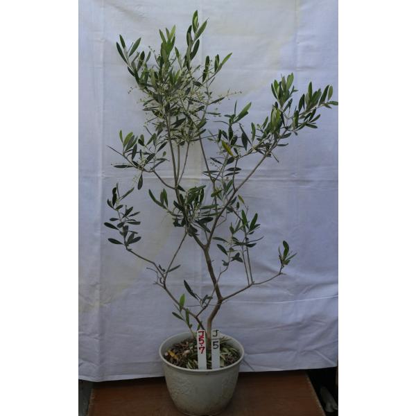 store-olive-noah_7j5-7 