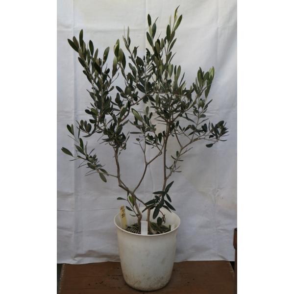 選べる2品種植えのオリーブの木（苗木)、７号鉢、樹高75〜85cm（7ｗ-1sx）。 果実を楽しめます。画像と商品情報の商品記号からお選びください。