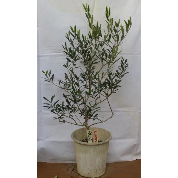 ギリシャ系の品種で、オイルとテーブルオリーブの両方に利用される人気急上昇中の品種。萌芽力が旺盛で枝葉の伸びが多品種と比べても違いがはっきり分かる。鉢物・庭木として今後が期待できる。