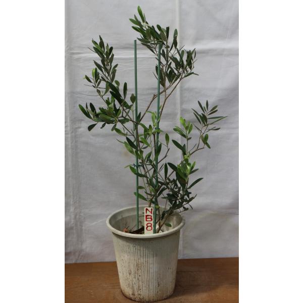 種類も解説 オリーブのシンボルツリー人気おすすめランキング15選 寒さに強い品種も セレクト Gooランキング