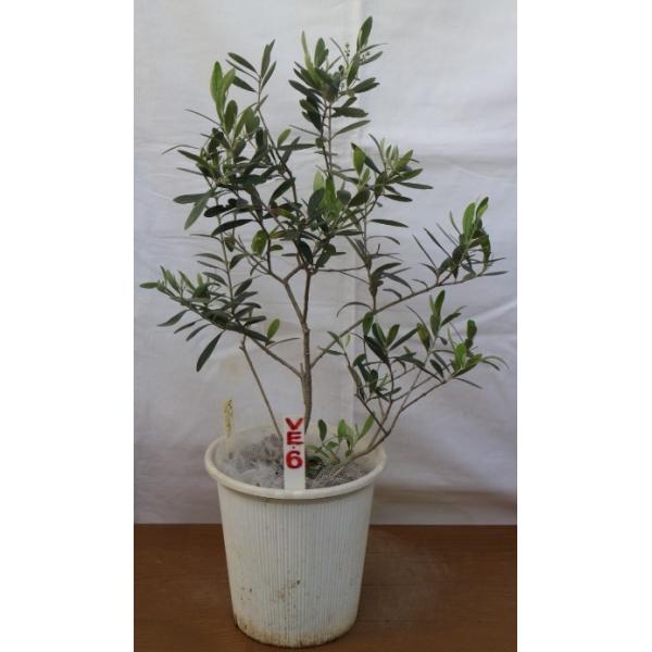 オリーブ苗木 総合 Favofavoitems