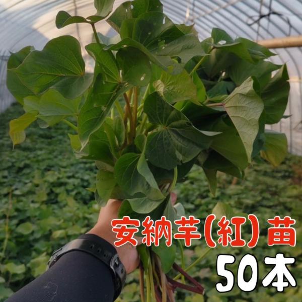 [Release date: April 14, 2026]紅はるかと安納芋のさつまいも苗の予約販売開始発送時期をチェックボックスから選択してください。到着日ではなく発送日です。到着まで、1日から2日（北海道・沖縄・離島は3日程度）かかりま...