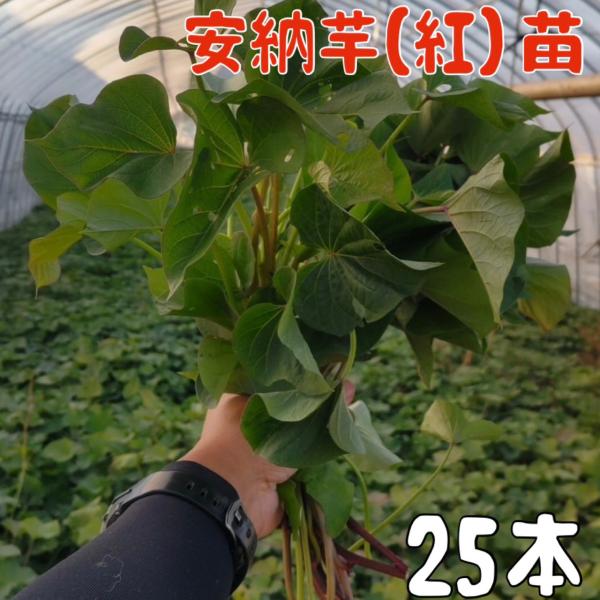 [Release date: April 14, 2026]紅はるかと安納芋のさつまいも苗の予約販売開始発送時期をチェックボックスから選択してください。到着日ではなく発送日です。到着まで、1日から2日（北海道・沖縄・離島は3日程度）かかりま...