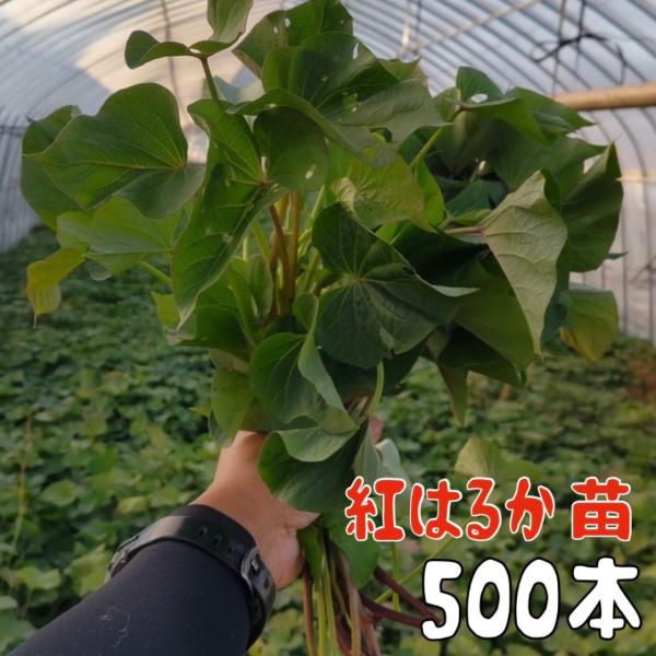 予約商品】【紅はるか500本】【2025年令和7年度分】サツマイモ苗 予約商品】【紅はるか500本】【2025年令和7年度分】サツマイモ苗