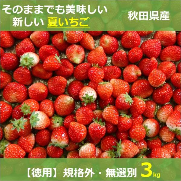 【送料無料】【まとめ買い】生食できる夏イチゴ 6月〜11月発送 無選別 規格外 全サイズ混合 バラ詰め 3kg 秋田県産 なつあかり 夏のしずく ご自宅用 ジャム用