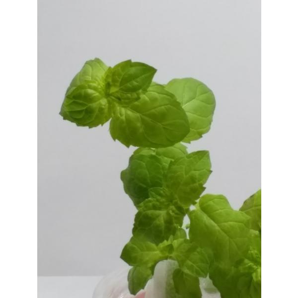 家庭用 ハーブの水耕栽培キット 窓辺でペパーミント Buyee Buyee Japanese Proxy Service Buy From Japan Bot Online