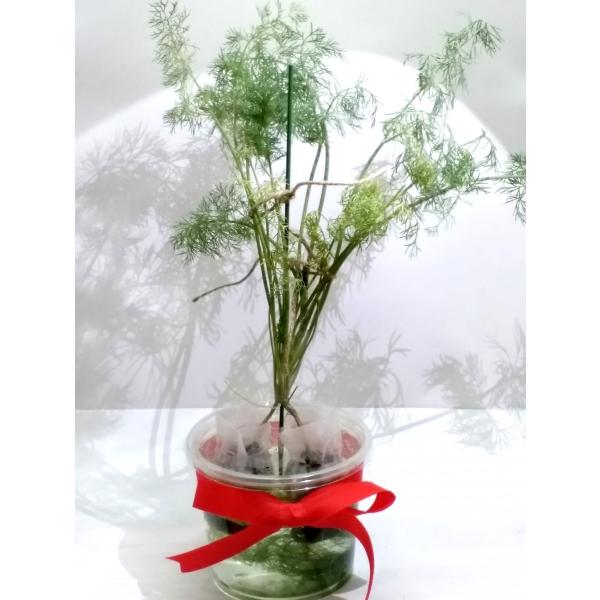家庭用 ハーブの水耕栽培キット 窓辺でディル N9a0bag0gy スタジオ セブン 通販 Yahoo ショッピング