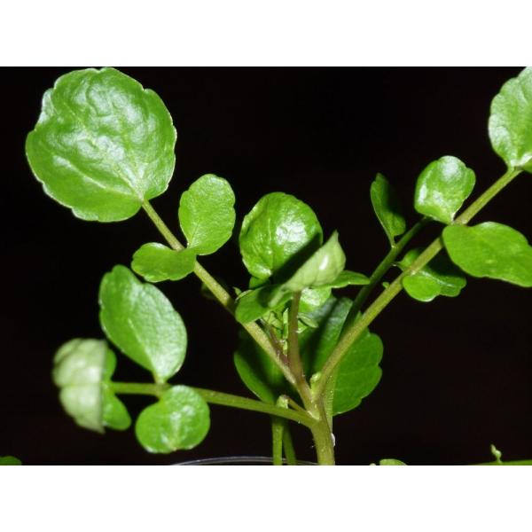 家庭用 ハーブの水耕栽培キット 窓辺でクレソン Buyee Buyee Japanese Proxy Service Buy From Japan Bot Online