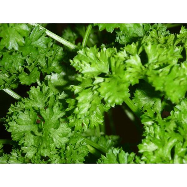 家庭用 ハーブの 水耕栽培キット 窓辺でパセリ Buyee Buyee Japanese Proxy Service Buy From Japan Bot Online