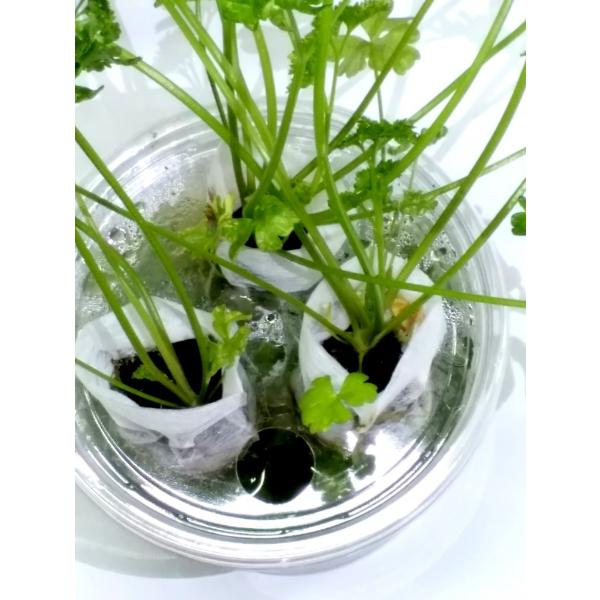 家庭用 ハーブの水耕栽培キット 窓辺でパセリ Buyee Buyee Japanese Proxy Service Buy From Japan Bot Online