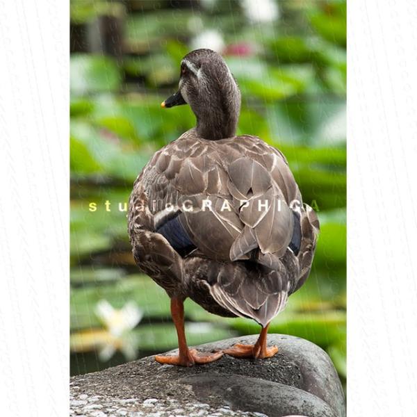 鳥 マガモ 後ろ姿 Buyee Buyee Japanese Proxy Service Buy From Japan Bot Online