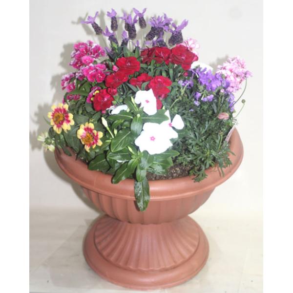 商品サイズ：巾38ｃｍ高さ５０〜６０ｃｍ　コンポートは茶色系を使用します写真の商品は　後にマンテビラが植えてあり、つる性で伸びていくため　柵を立ててありますが　柵は原則ついておりません。 カードは無料でお付けします。レビューを書いていただく...