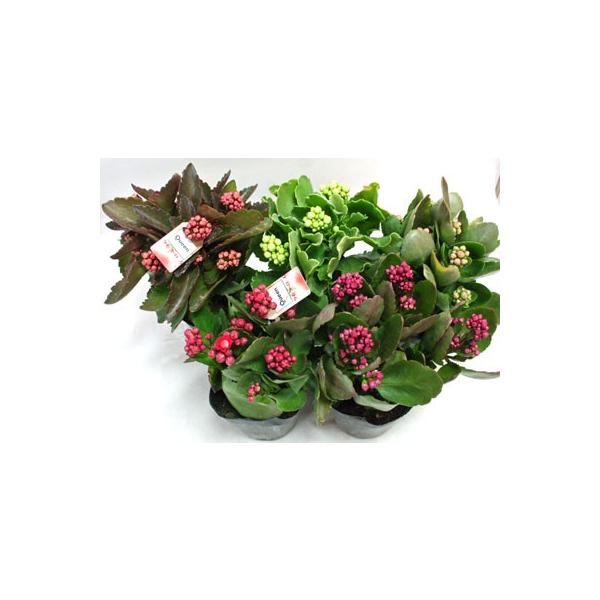 花苗 鉢花 寄せ植え 多肉植物 八重の カランコエ カランディーバ カランコエ ウィザード Buyee 日本代购平台 产品购物网站大全 Buyee一站式代购 Bot Online