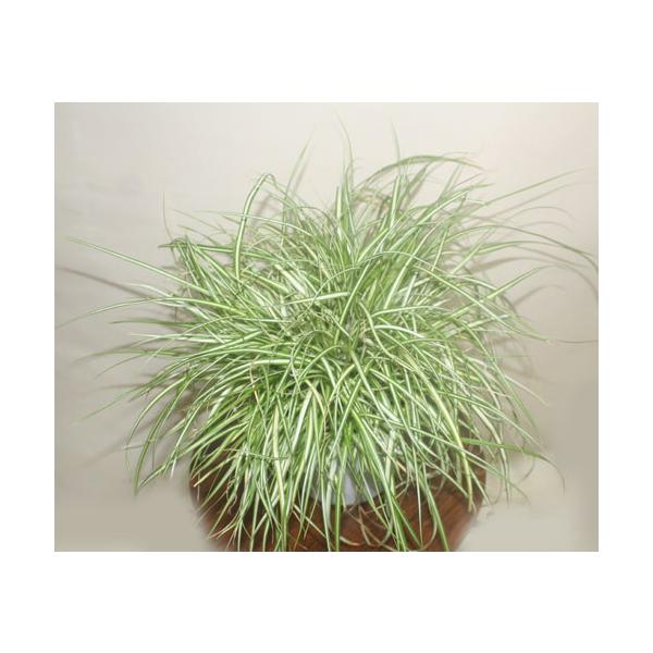 斑入りベアーグラス　カレックス　オシメンテス　観葉植物　花苗　鉢花　寄せ植え【地域限定送料無料】あすつく