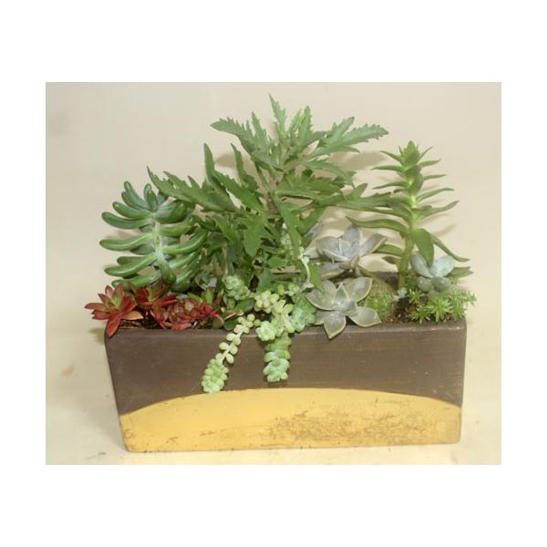 多肉植物とサボテンの寄せ植え　鉢花　観葉植物【あす楽】父の日　開店祝い　誕生日【限定付送料無料】