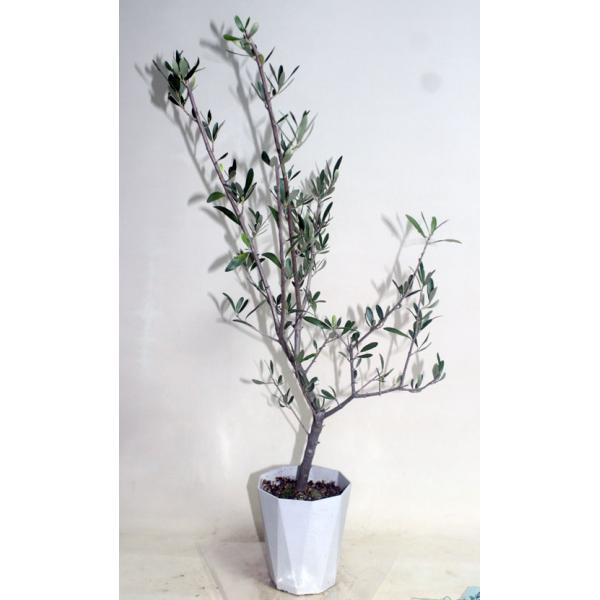 オリーブの木 エルグレコ オリーブ  鉢花 観葉植物 あすつく対応  グリーン