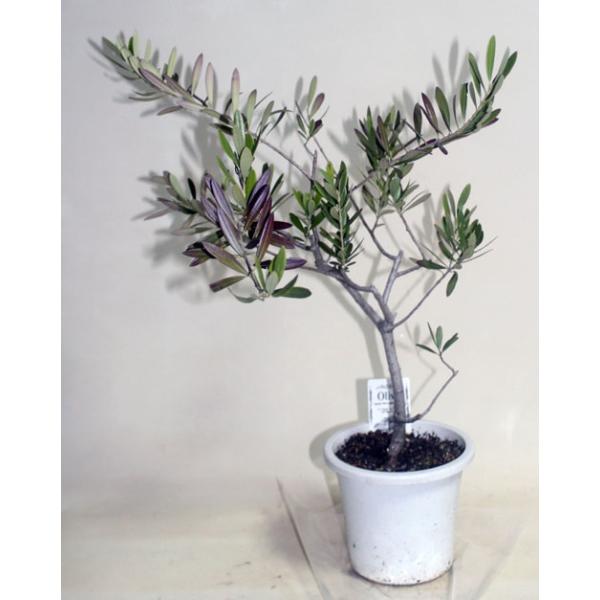 オリーブの木  ネバディブランコ  鉢花 観葉植物 【地域限定送料無料】あすつく
