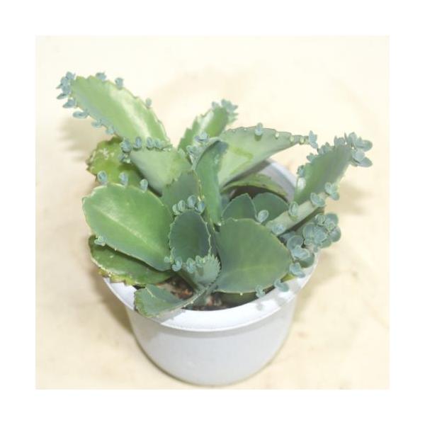 乾燥に強いので　ものぐさな方にも♪<BR>サボテンに話しかける方もいます　可愛いですよね！<BR>カランコエ属の多肉植物で子孫繁栄や子宝のお守りとして　人気があります<BR>乾燥に強くとっても丈夫！&lt...