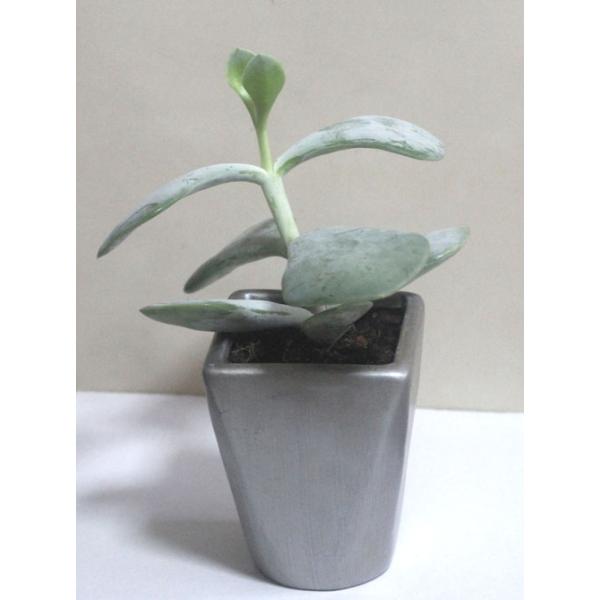 シルバースプーン　おしゃれな陶器に　多肉植物　寄せ植え　鉢花　観葉植物【あす楽】父の日　開店祝い　誕生日【限定付送料無料】