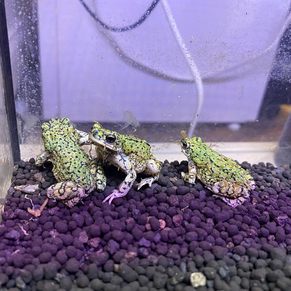 ■種類：テキサスミドリヒキガエル■原産国：アメリカ■発送個体：WC■体長：40〜50ｍｍ※画像はお送りする個体の一部です。発送時点で元気な個体を厳選してお送りいたします■飼育環境：小型のヒキガエルです。湿度が高くなりすぎないよう通気性が良く...