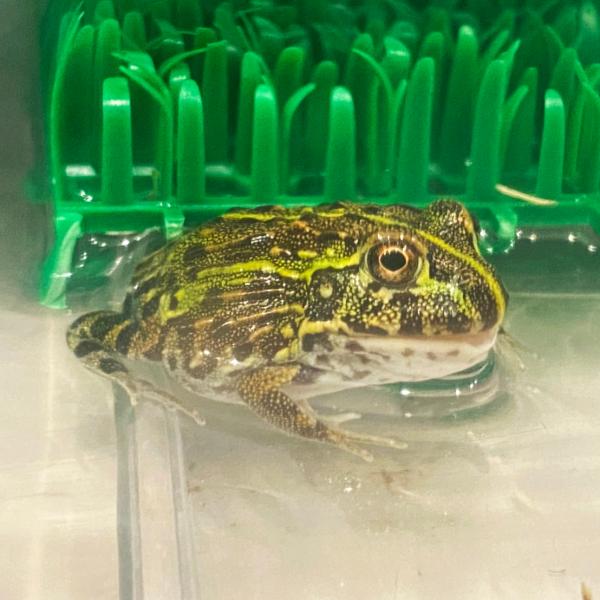 ■種類：アフリカウシガエル■原産国：韓国■発送個体：CB（人工飼育下で繁殖した個体です）■体長：約14−20cm（成体時　オスの方が大きくなります）■寿命：約10〜15年※画像の個体と同等レベルの個体をお送りいたします。発送時のサイズは約3...