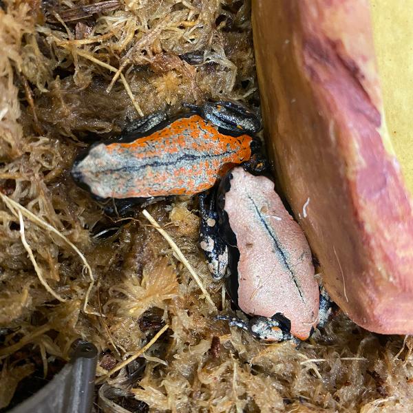 ■種類：コガタナゾガエル■原産国：トーゴ■発送個体：WC■体長：4〜5cm■寿命：5〜8年※お送りする個体は画像の中からお送りいたします。発送時点で元気な個体を厳選してお送りいたします。■飼育環境：アフリカ・サバンナの茂みやアリ塚の中で暮ら...