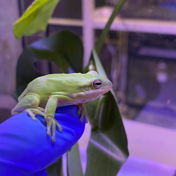 ■種類：アメリカアマガエル■原産国：アメリカ■発送個体：WC■体長：約4〜6m■寿命：約年※画像の中の個体からお送りいたします。サイズは5cm前後です。発送時点で元気な個体を厳選してお送りいたします。その名の通り、アメリカに生息するアマガエ...