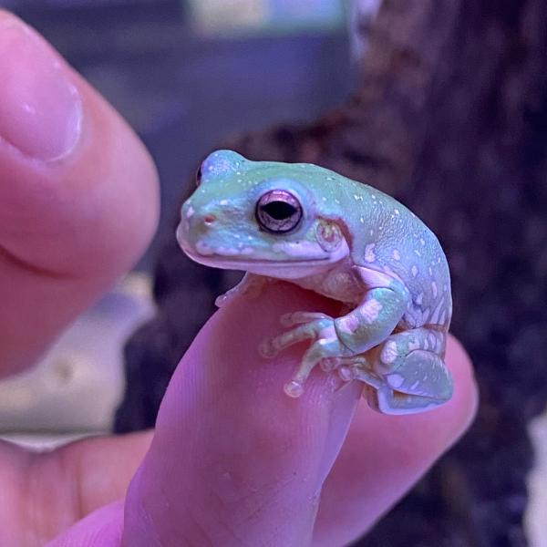 ■種類：イエアメガエル スノーフレーク■発送個体：EUCB■体長：10cm（成体時）■寿命：15〜20年※画像の中の個体からお送りいたします。サイズは2cm前後です。発送時点で元気な個体を厳選してお送りいたします。飼育方法■飼育環境：草原や...