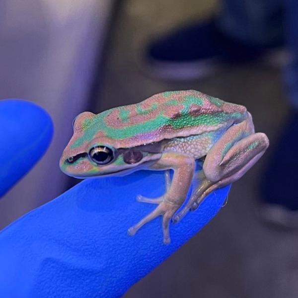 ■種類：キンスジアメガエル■原産国：国内CB（人工飼育下で繁殖した個体です）■体長：約9cm（成体時）※画像はお送りする個体の一部となります（体長約2.5cm）。発送時点で元気な個体を厳選してお送りいたします《飼育方法》■一見、トノサマガエ...