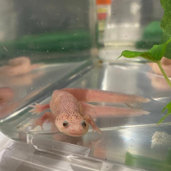 イベリアトゲイモリ（リューシスティック）発送個体：国内CB（人工飼育下で繁殖した個体です）体長：約30cm（成体時）寿命：10〜20年※お送りする個体は画像のものとは異なります。発送時点で元気な個体を厳選してお送りいたします。※お送りする個...