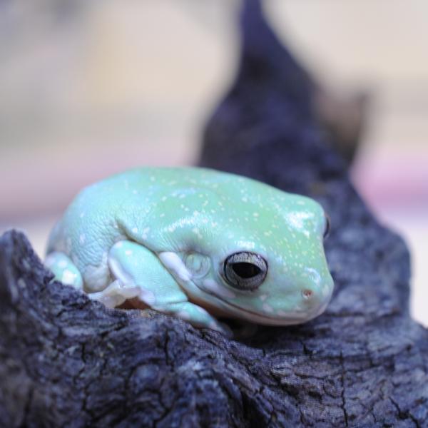 ■種類：イエアメガエル スーパースノーフレーク■発送個体：CB■体長：10cm（成体時）■寿命：15〜20年※画像の中の個体からお送りいたします。サイズは2cm前後です。発送時点で元気な個体を厳選してお送りいたします。飼育方法■飼育環境：草...