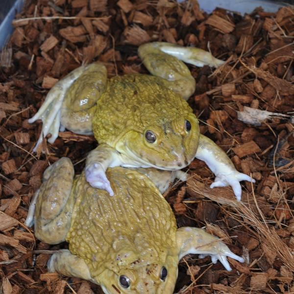 ■種類：ババトラフガエル(ノーマル）■原産国：タイ■発送個体：CB（人工飼育下で繁殖した個体です）■体長：約10cm■寿命：約5〜10年※画像の中の個体からお送りいたします。発送時点で元気な個体を厳選してお送りいたします。《飼育方法》■飼育...